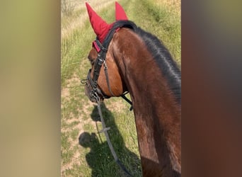 Bayerisches Warmblut, Wallach, 15 Jahre, 163 cm