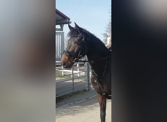 Bayerisches Warmblut, Wallach, 15 Jahre, 165 cm, Brauner
