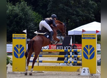 Bayerisches Warmblut, Wallach, 15 Jahre, 166 cm, Fuchs