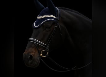 Bayerisches Warmblut, Wallach, 15 Jahre, 169 cm, Dunkelbrauner