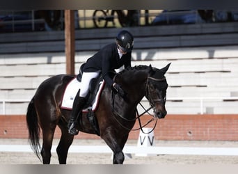 Bayerisches Warmblut, Wallach, 15 Jahre, 169 cm, Dunkelbrauner