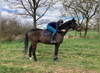 Bayerisches Warmblut, Wallach, 15 Jahre, 169 cm, Dunkelbrauner