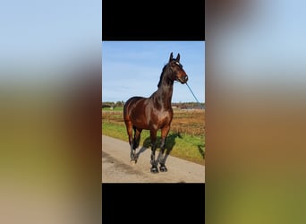 Bayerisches Warmblut, Wallach, 15 Jahre, 170 cm, Brauner