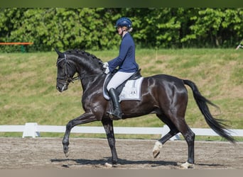 Bayerisches Warmblut, Wallach, 15 Jahre, 172 cm, Rappe