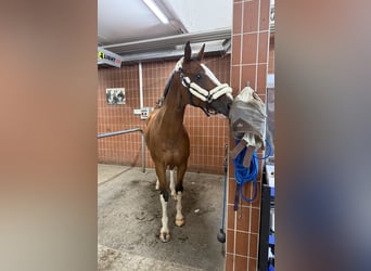 Bayerisches Warmblut, Wallach, 15 Jahre, 173 cm, Brauner
