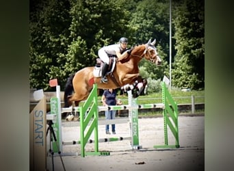 Bayerisches Warmblut, Wallach, 15 Jahre, 174 cm, Brauner
