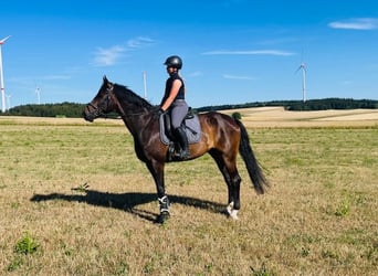 Bayerisches Warmblut, Wallach, 15 Jahre, 174 cm, Dunkelbrauner