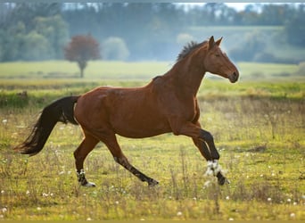 Bayerisches Warmblut, Wallach, 15 Jahre, 180 cm, Brauner