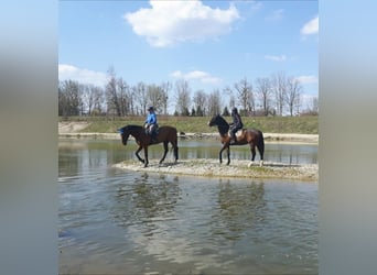Bayerisches Warmblut, Wallach, 15 Jahre, 180 cm, Brauner