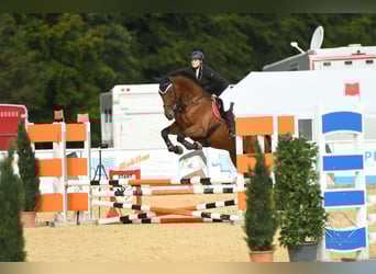 Bayerisches Warmblut, Wallach, 15 Jahre, 180 cm, Brauner