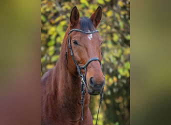 Bayerisches Warmblut, Wallach, 15 Jahre, 180 cm, Brauner