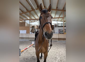 Bayerisches Warmblut, Wallach, 16 Jahre, 165 cm, Brauner
