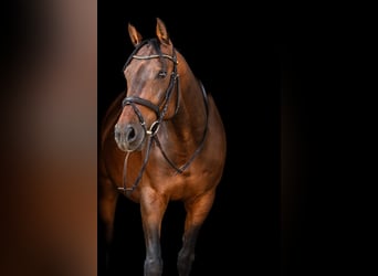 Bayerisches Warmblut, Wallach, 16 Jahre, 165 cm, Brauner