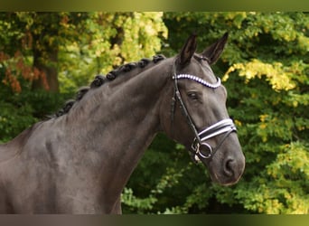 Bayerisches Warmblut, Wallach, 16 Jahre, 175 cm, Schwarzbrauner