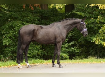 Bayerisches Warmblut, Wallach, 16 Jahre, 175 cm, Schwarzbrauner