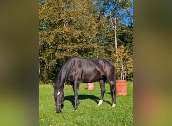 Bayerisches Warmblut, Wallach, 17 Jahre, 162 cm, Rappe