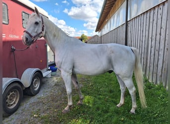 Bayerisches Warmblut, Wallach, 17 Jahre, 165 cm, Schimmel