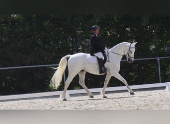 Bayerisches Warmblut, Wallach, 17 Jahre, 165 cm, Schimmel