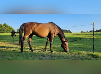 Bayerisches Warmblut, Wallach, 17 Jahre, 167 cm, Dunkelbrauner