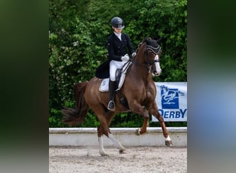 Bayerisches Warmblut, Wallach, 17 Jahre, 170 cm, Dunkelfuchs