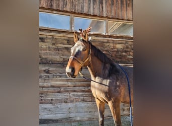 Bayerisches Warmblut, Wallach, 17 Jahre, 172 cm, Dunkelbrauner