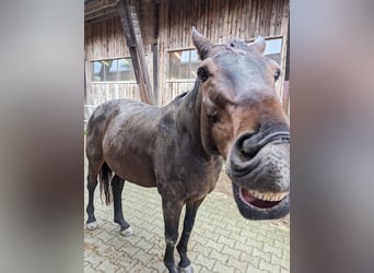 Bayerisches Warmblut, Wallach, 17 Jahre, 172 cm, Dunkelbrauner