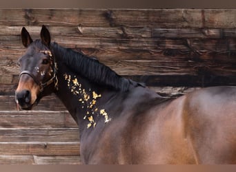 Bayerisches Warmblut, Wallach, 17 Jahre, 172 cm, Dunkelbrauner