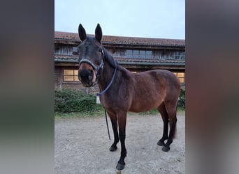 Bayerisches Warmblut, Wallach, 17 Jahre, 172 cm, Dunkelbrauner