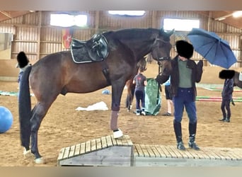 Bayerisches Warmblut, Wallach, 17 Jahre, 172 cm, Dunkelbrauner