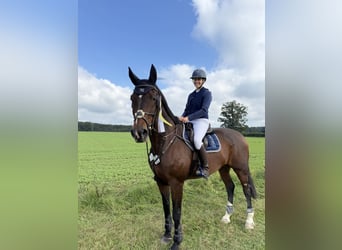 Bayerisches Warmblut, Wallach, 17 Jahre, 180 cm, Brauner
