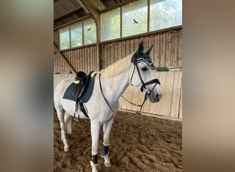 Bayerisches Warmblut, Wallach, 17 Jahre, 180 cm, Schimmel