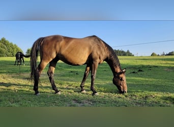 Bayerisches Warmblut, Wallach, 18 Jahre, 165 cm, Brauner