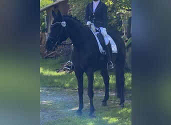 Bayerisches Warmblut, Wallach, 18 Jahre, 166 cm, Rappe