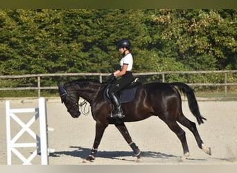 Bayerisches Warmblut, Wallach, 18 Jahre, 168 cm, Rappe
