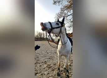 Bayerisches Warmblut, Wallach, 18 Jahre, 170 cm