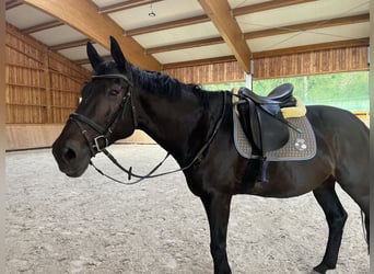 Bayerisches Warmblut, Wallach, 18 Jahre, 170 cm, Schwarzbrauner