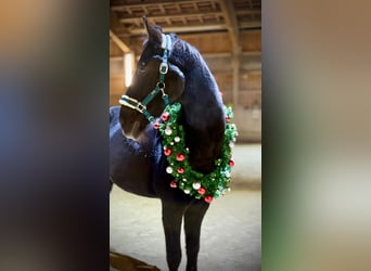 Bayerisches Warmblut, Wallach, 18 Jahre, 172 cm, Brauner