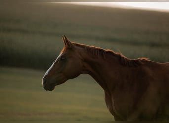 Bayerisches Warmblut, Wallach, 18 Jahre, 172 cm, Dunkelfuchs
