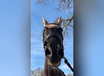 Bayerisches Warmblut, Wallach, 18 Jahre, 174 cm, Schwarzbrauner