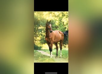 Bayerisches Warmblut, Wallach, 18 Jahre, 180 cm, Brauner