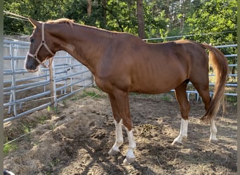 Bayerisches Warmblut, Wallach, 18 Jahre, Fuchs