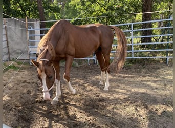 Bayerisches Warmblut, Wallach, 19 Jahre, Fuchs