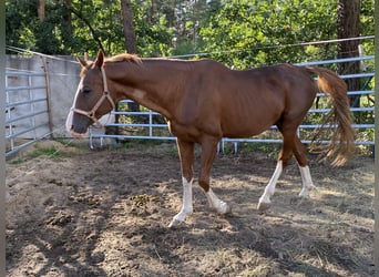 Bayerisches Warmblut, Wallach, 19 Jahre, Fuchs