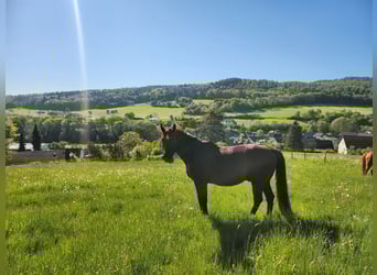 Bayerisches Warmblut, Wallach, 20 Jahre, 167 cm, Rappe