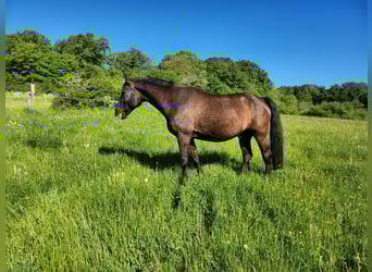 Bayerisches Warmblut, Wallach, 20 Jahre, 167 cm, Rappe