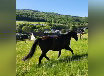 Bayerisches Warmblut, Wallach, 20 Jahre, 167 cm, Rappe