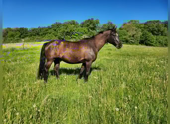Bayerisches Warmblut, Wallach, 20 Jahre, 167 cm, Rappe