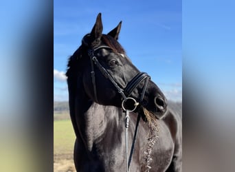 Bayerisches Warmblut, Wallach, 20 Jahre, 174 cm, Rappe