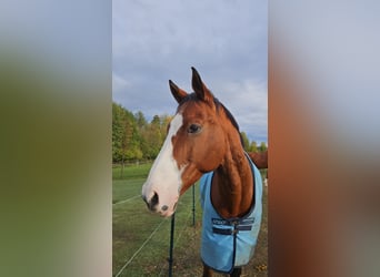 Bayerisches Warmblut, Wallach, 21 Jahre, 170 cm, Brauner