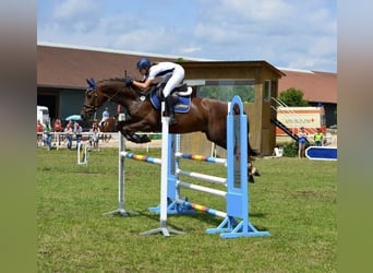 Bayerisches Warmblut, Wallach, 21 Jahre, Fuchs